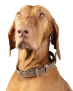 Classic Brown Leather Dog Collar